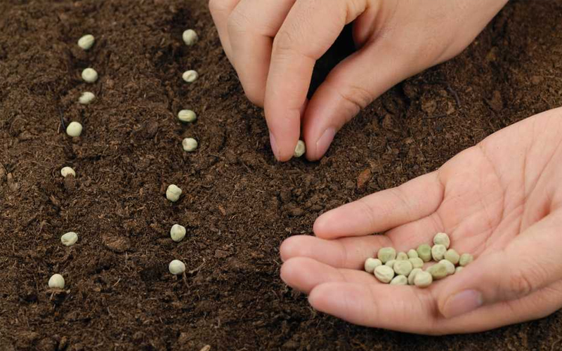 купити насіння гороху